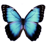 butterfly-png-6716 In Loving Memory of Hallie Grace Davis